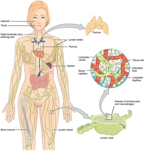 Anatomy of the Lymphatic and Immune Systems | Anatomy and Physiology II