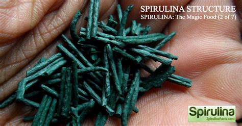 Spirulina structure – Spirulina Benefits Health