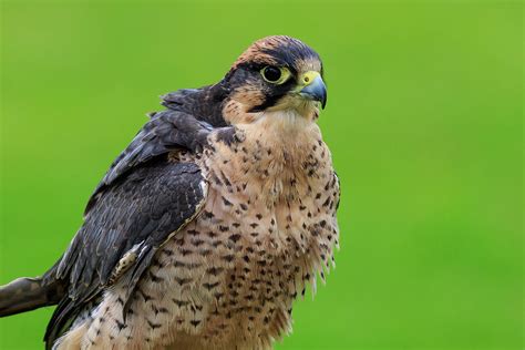 New zealand falcon -- Photograph by Chris Smith - Fine Art America