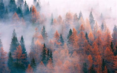 Download Enchanted Autumn - Foggy Pine Forest Wallpaper | Wallpapers.com