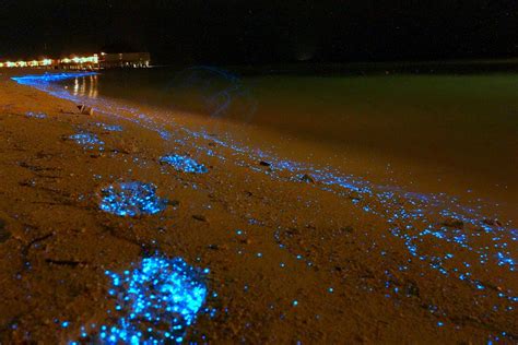 Maldives Beach Looks Like Starry Night Sky | Bored Panda