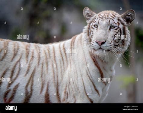 Inbreeding hi-res stock photography and images - Alamy