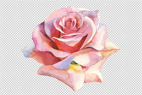 Pink Roses Realistic PNG Watercolor Set (Graphic) by MyStocks ...