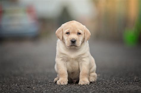 Download Depth Of Field Puppy Baby Animal Dog Animal Labrador Retriever ...