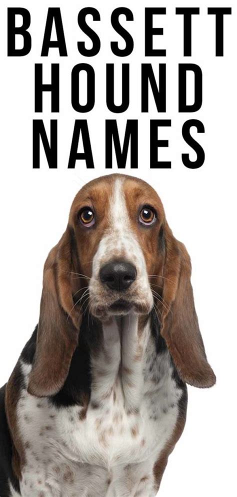 Basset Hound Names - 350 Ideas For Naming Your Basset