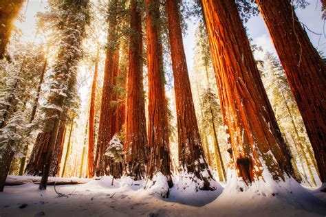 sequoia national park in winter photo | One Big Photo