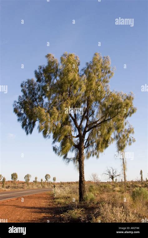 A young Desert Oak tree Stock Photo - Alamy