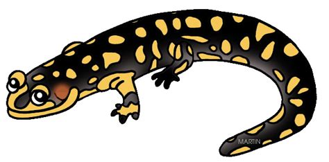 Salamander Clip Art - ClipArt Best