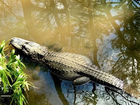 Albino Alligators Stock Photos - Free & Royalty-Free Stock Photos from ...