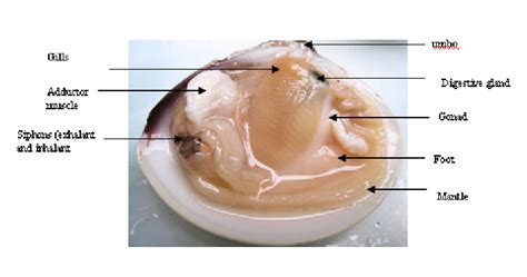 The internal, soft tissue anatomy of clam | Download Scientific Diagram