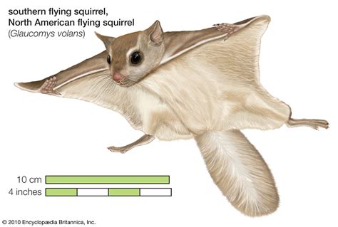 Flying squirrel | Habitat, Adaptations, & Facts | Britannica