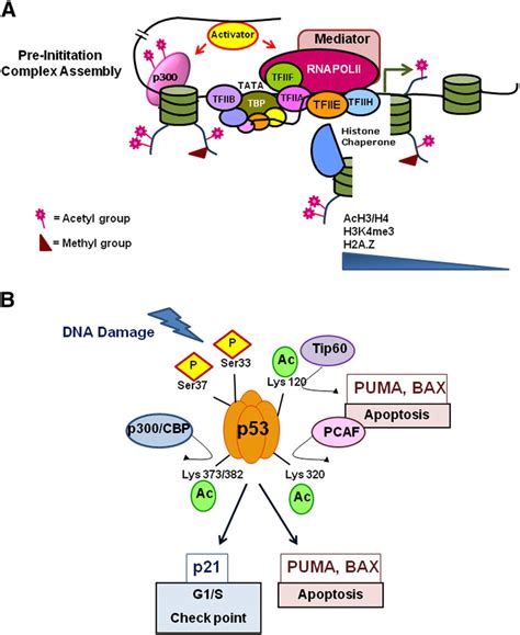 Role of acetylation in transcription. (A) Acetylation of histones ...