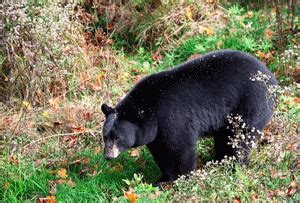 Alaska Bear Hunting | Inexpensive Bear Hunts Alaska