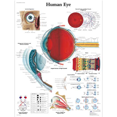 Poster Size Eye Anatomy Chart Eye Anatomy Anatomy Biology Poster ...