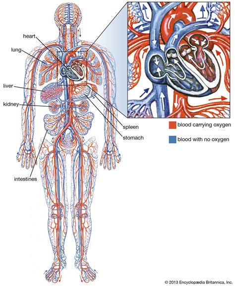 Labeled Diagram Of The Cardiovascular System