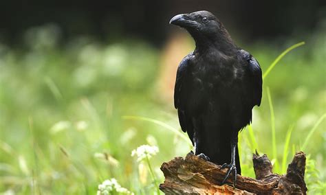 Raven Symbolism & Meaning (+Totem, Spirit & Omens) | World Birds