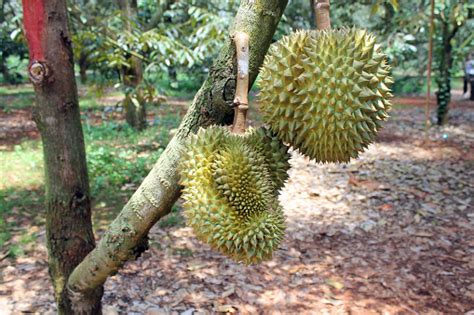 Pohon Durian Buah Durian Segar Di Pohon Durian Adalah Raja Buahbuahan ...