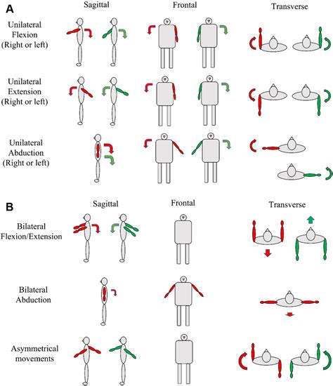 Eleven types of shoulder movements and expected trunk motions ...