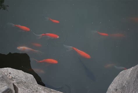 Goldfish Pond Free Stock Photo - Public Domain Pictures