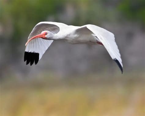 American White Ibis - Facts, Diet, Habitat & Pictures on Animalia.bio