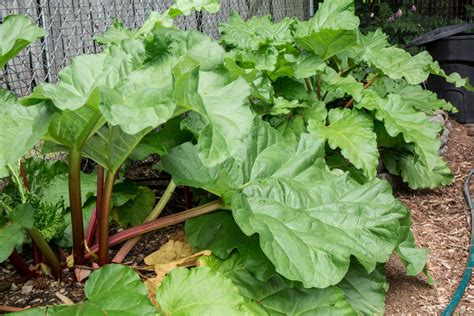 Remove Dying Foliage And Mulch Well To Successfully Overwinter Rhubarb ...