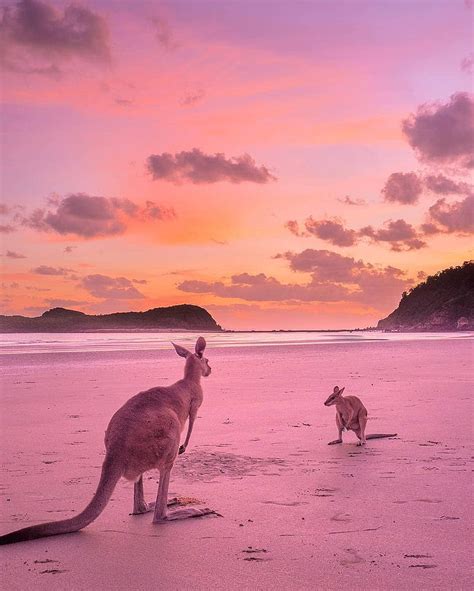 Kangaroo, beach, sunset, HD phone wallpaper | Peakpx