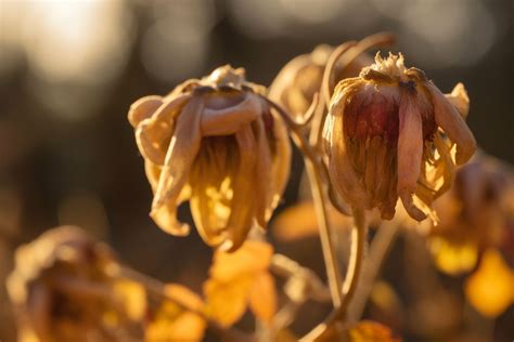 Wilted Flower Meaning, Symbolism & Spiritual Significance - Foliage ...