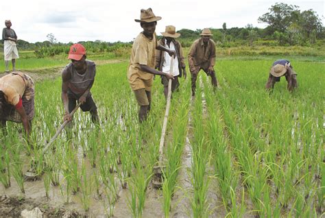 Agriculture for Impact Socio-Economic Intensification