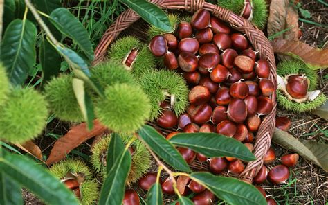 Chestnut - Nuts with a pleasing taste and multiple health benefits ...