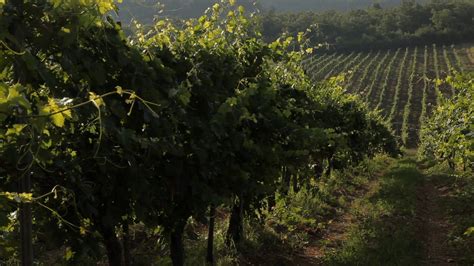 MH DS Rows of Grape Vines in Vineyard / Tuscany, Italy Stock Video ...