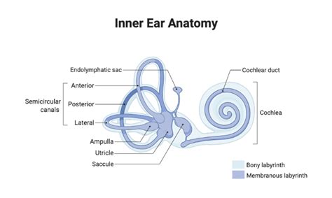 Inner Ear Anatomy | BioRender Science Templates