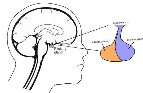 Let’s talk about Prolactinoma - Hormone University