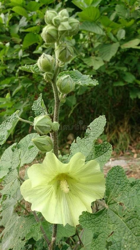 Alcea Rugosa in Summer Garden Stock Photo - Image of bush, garden ...