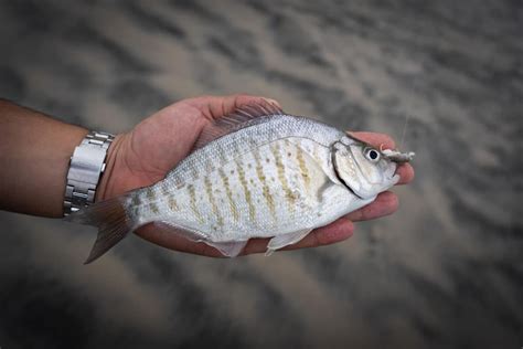 Three Winter Surfperch | BDOutdoors