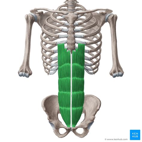 Rectus abdominis: Origin, insertion, innervation,function | Kenhub