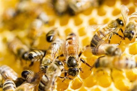 Honey bee swarm stock photo. Image of animal, flora, bees - 10177700