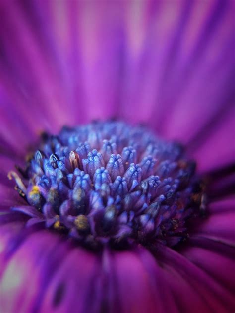 9 Tips For Beautiful Flower Macro Photography On iPhone