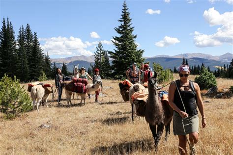 The Meditative Joys of Llama Trekking with Blue - Territory Supply