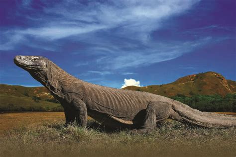 Pulau Komodo | Mitra Jasa Utama