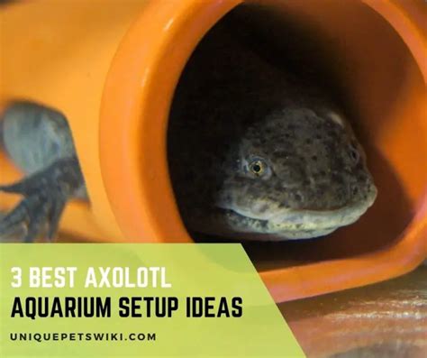 3 Best Axolotl Aquarium Setup Ideas