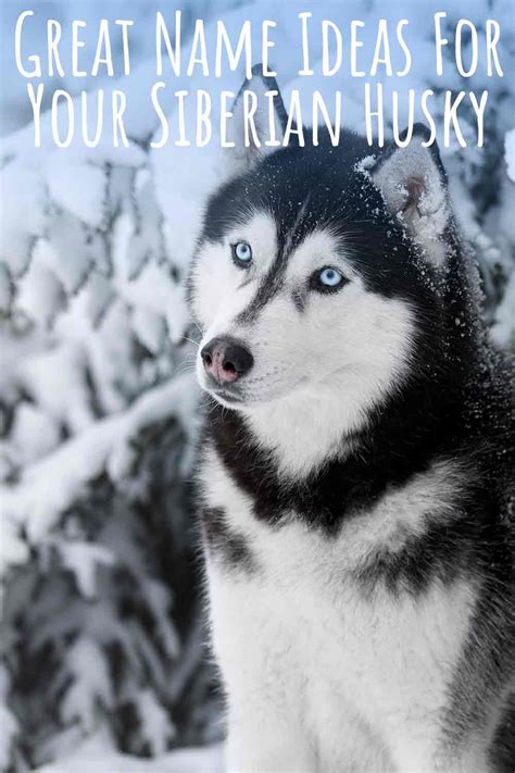 Husky Names - Great Name Ideas For Siberian and Alaskan Huskies