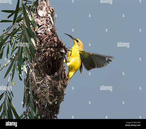 Sunbird nest hi-res stock photography and images - Alamy