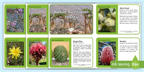 Australian Plants Information Cards — Ages 7–11