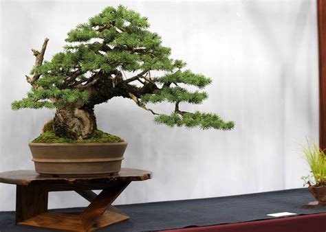 Norway Spruce Bonsai