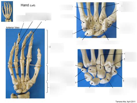 HAND LEFT Diagram | Quizlet