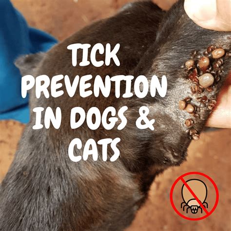 Tick Prevention for Dogs and Cats - AMRRIC