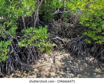 Mangrove Roots Adaptations Stock Photo 1346666471 | Shutterstock