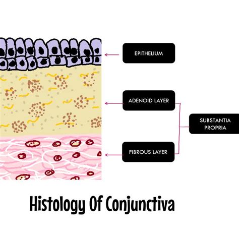 Conjunctiva: Anatomy and Physiology Overview - INSIGHT OPHTHALMOLOGY