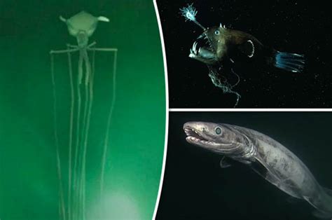 Aliens of the deep: Sea monsters filmed thousands of feet underwater ...