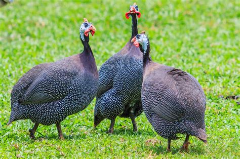 Lets Get To Know The Domestic Guineafowl - Bali Safari Marine Park